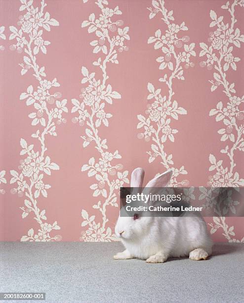 white rabbit (oryctolagus cuniculus sp.) in front of floral wallpaper - white rabbit stock pictures, royalty-free photos & images