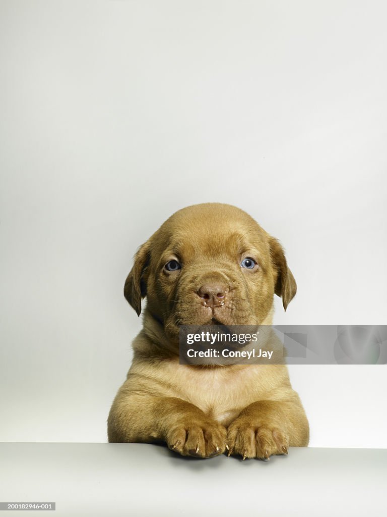 Dogue de bordeaux puppy, paws on ledge, close-up