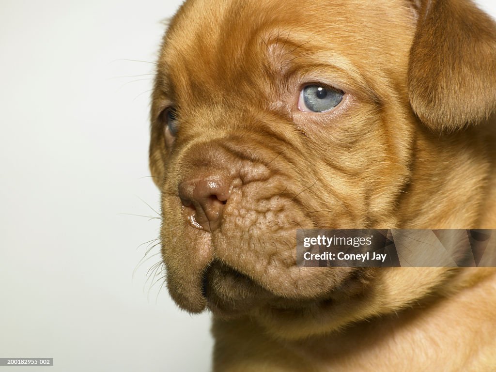 Dogue de bordeaux puppy against white background, close-up