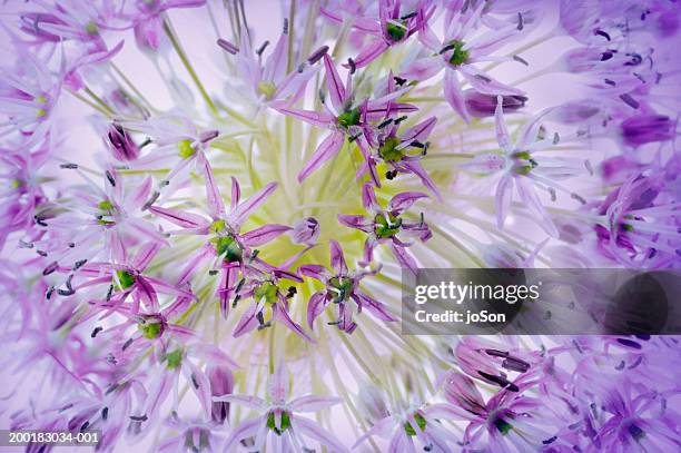 ornamental onion flower (allium giganteum) close-up - allium stock pictures, royalty-free photos & images