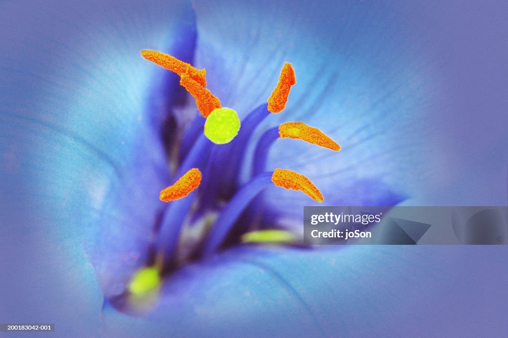 Blue (Puya berteroniana) tropical flower, and cactus (Cactaceae)