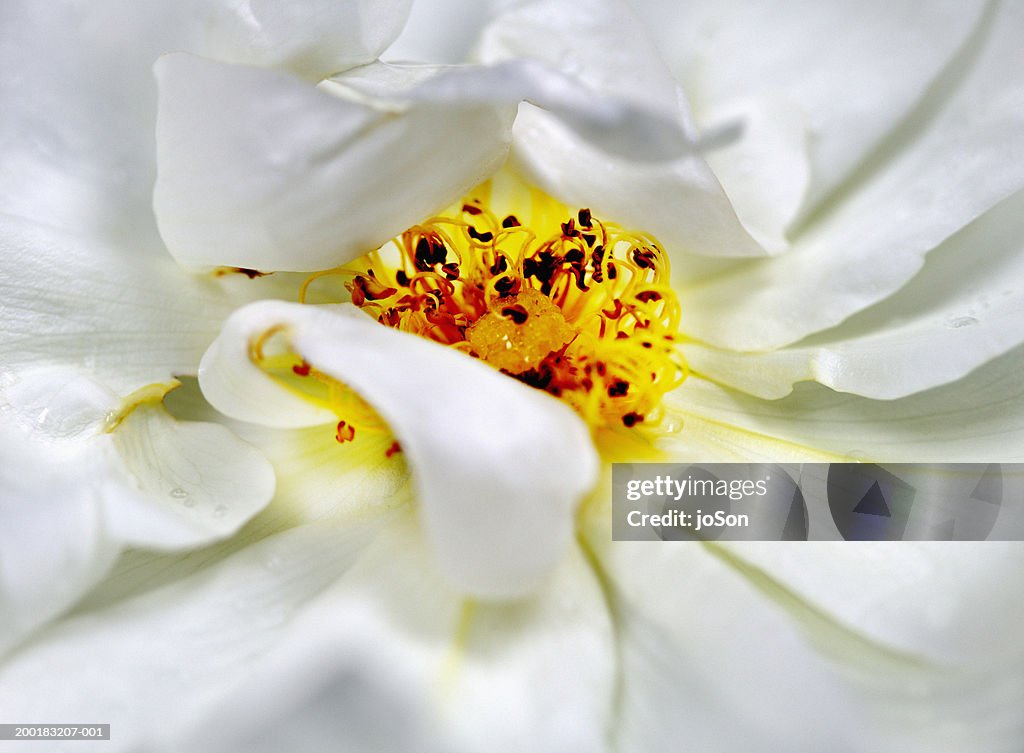 White Rose (Rosa sp.) close-up