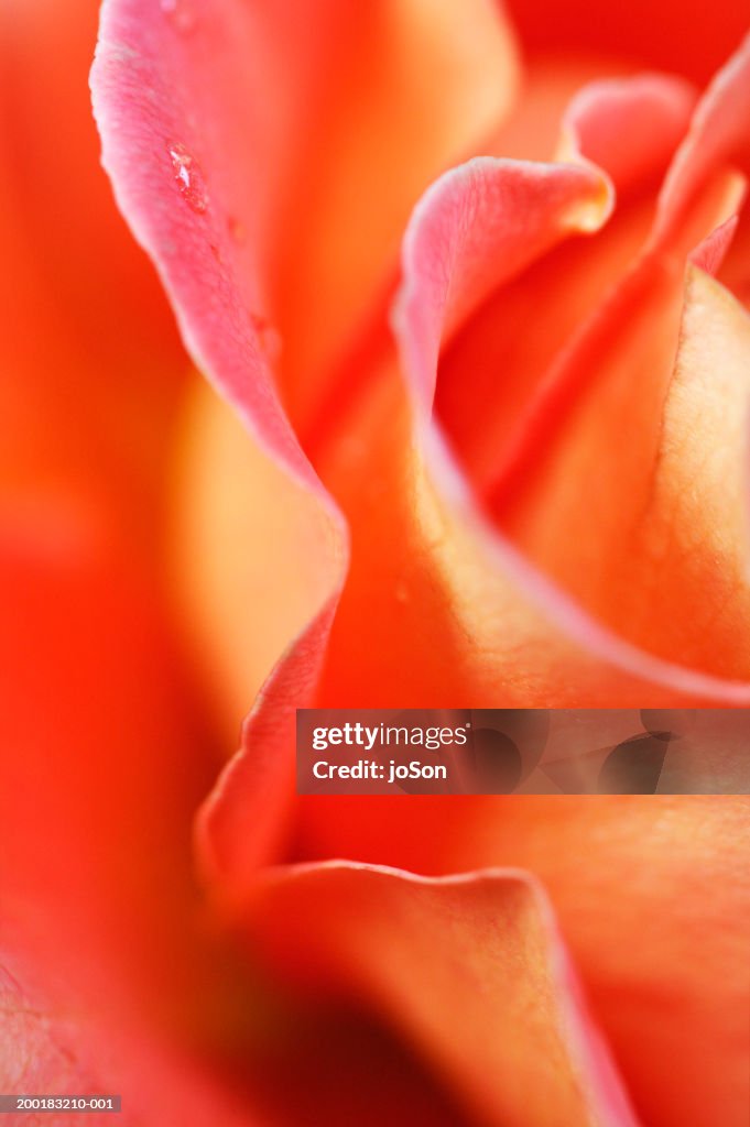 Rose (rosa sp.) petals with dew drops, close-up