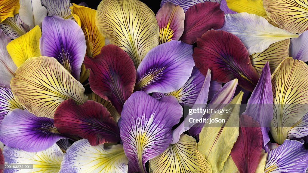 Colorful Iris (Iris sp.) petals, close-up