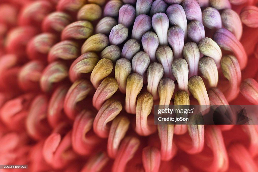 Telopea Oreades, close-up