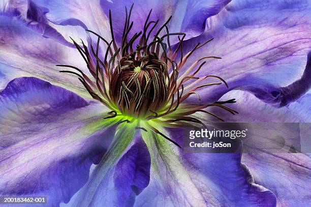 purple clematis (clematis sp), close-up - passion flower stock pictures, royalty-free photos & images