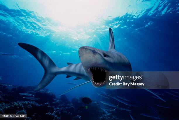 shark baring teeth swimming over reef (digital composite) - shark 個照片及圖片檔