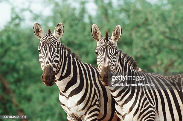 two zebras (equus sp.) standing side by side - zebra stock-fotos und bilder