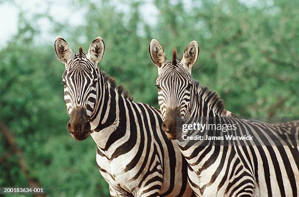 two zebras (equus sp.) standing side by side - two zebras stock pictures, royalty-free photos & images