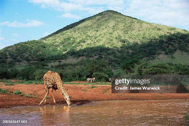 masai giraffe drinking at waterhole - zebra with shadow stock pictures, royalty-free photos & images