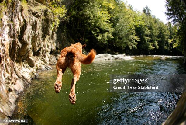 male chesapeake bay retriever jumping into swimming hole - bush live stock-fotos und bilder