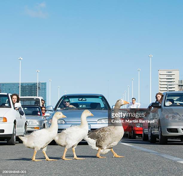 three geese crossing road in front of traffic jam - out of context foto e immagini stock
