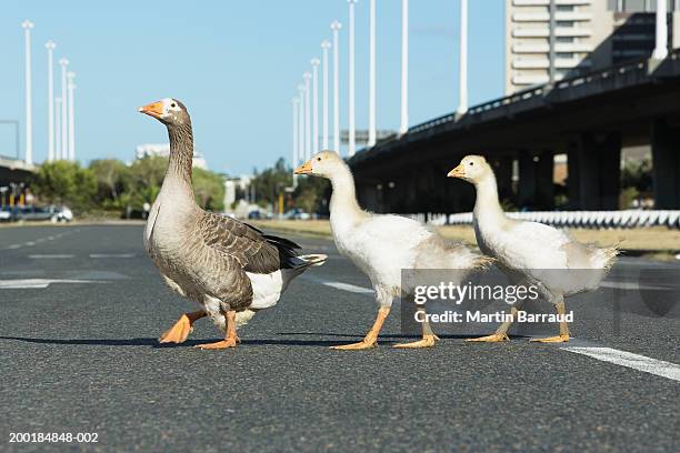 three geese crossing road, close-up - drie dieren stockfoto's en -beelden