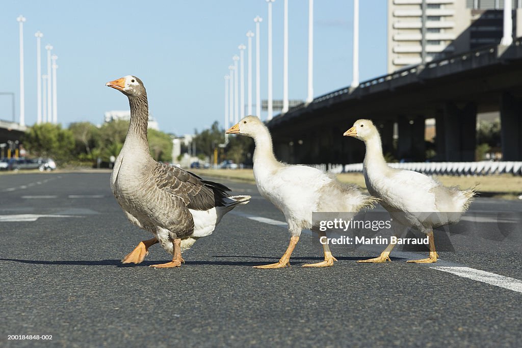 Three geese crossing road, close-up