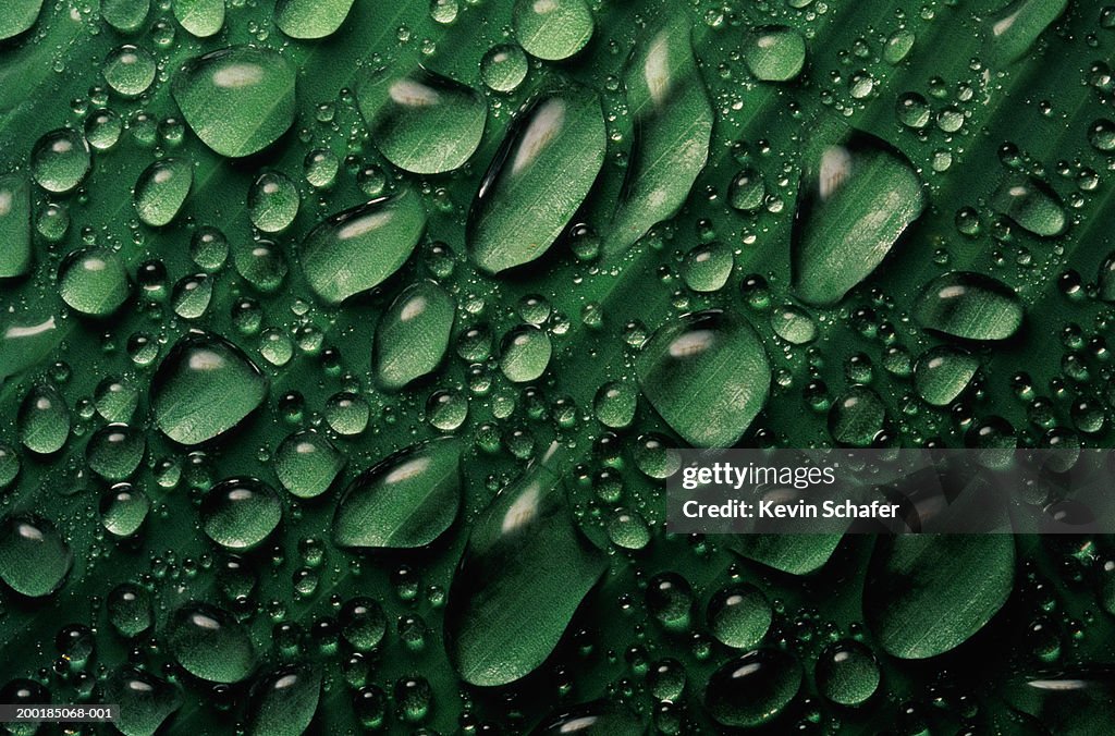 Water droplets on leaf, full frame