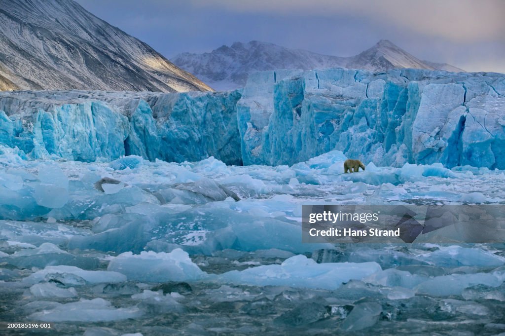 Arctic, Spitsbergen, polar bear on Monaco Glacier