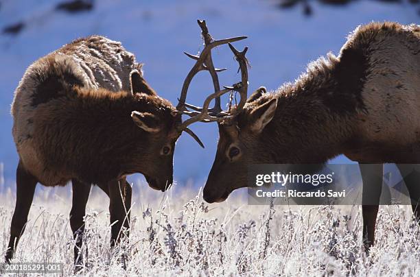 young bull rocky mountain elk (cervus elaphus nelsoni) sparring - mit dem kopf stoßen stock-fotos und bilder