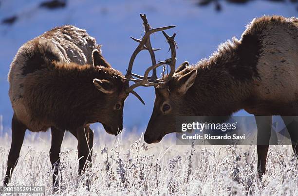 young bull rocky mountain elk (cervus elaphus nelsoni) sparring - bull butting stock pictures, royalty-free photos & images