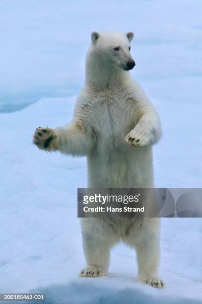 polar bear (ursus maritimus) standing on ice - bear on white stockfoto's en -beelden