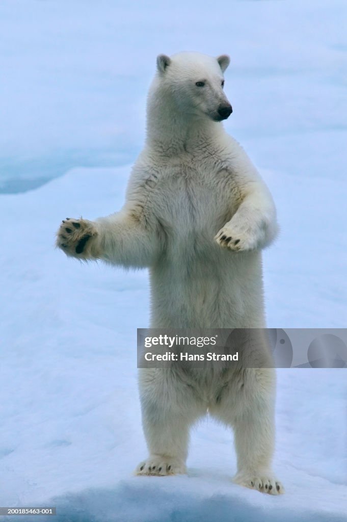 Polar bear (Ursus maritimus) standing on ice