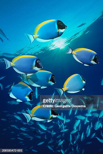 powder-blue surgeonfish (acanthurus leucosternon), (digital composite) - tropical fish stock pictures, royalty-free photos & images
