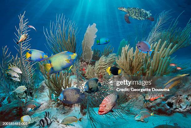 caribbean reef fish (digital composite) - parrotfish imagens e fotografias de stock