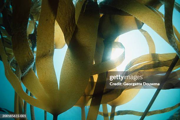 devil's apron kelp (laminaria digitata) (digital enhancement) - kelp stock pictures, royalty-free photos & images