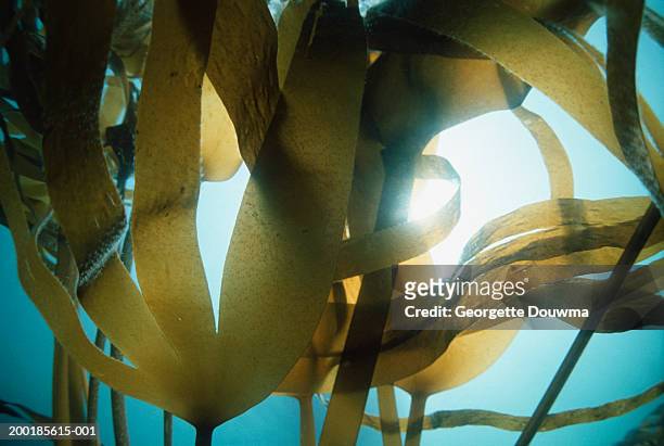 devil's apron kelp (laminaria digitata) (digital enhancement) - kelp 個照片及圖片檔
