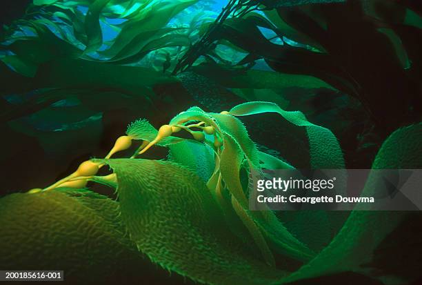 giant kelp (macrocystis pyrifera), (digital enhancement) - meeresalge stock-fotos und bilder