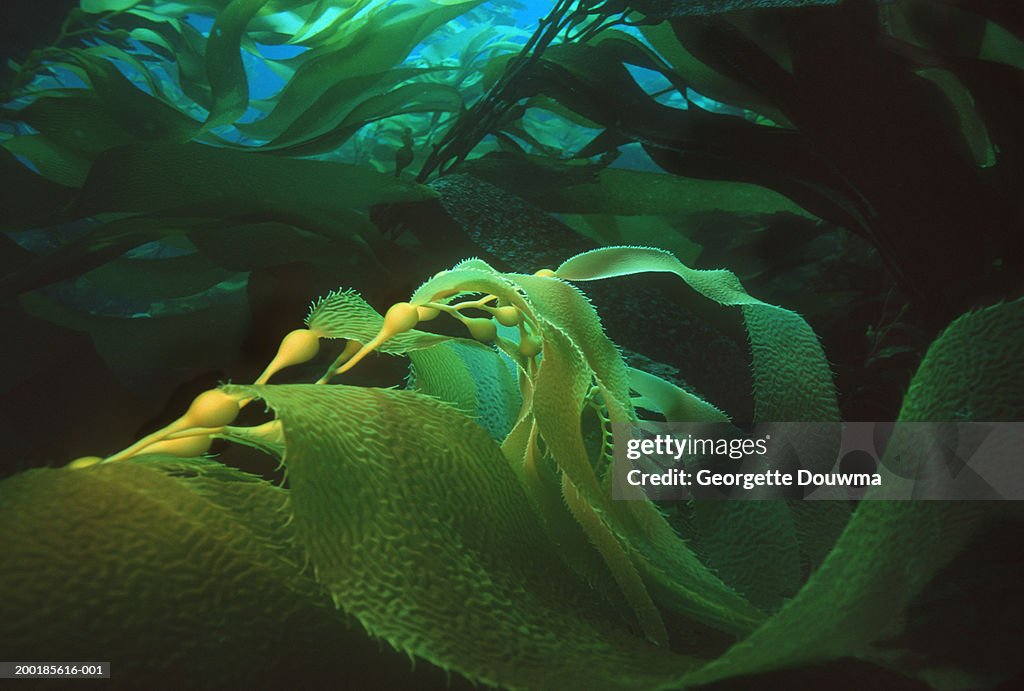Giant kelp (Macrocystis pyrifera), (Digital Enhancement)