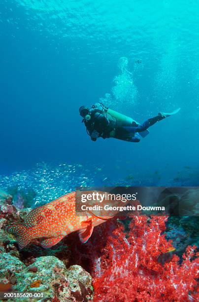 female scuba diver looking at coral grouper (digital composite) - andamanensee stock-fotos und bilder