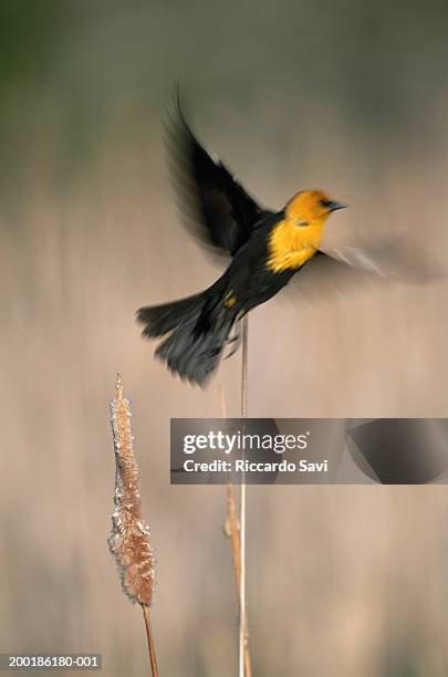 yellow-headed blackbird (xanthocephalus xanthocephalus) taking off - xanthocephalus stock pictures, royalty-free photos & images