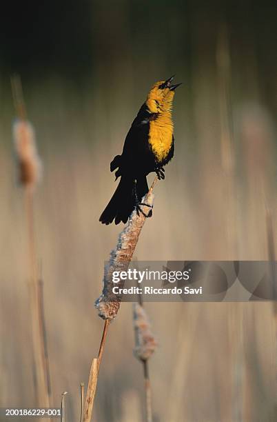yellow-headed blackbird (xanthocephalus xanthocephalus) male - xanthocephalus stock pictures, royalty-free photos & images