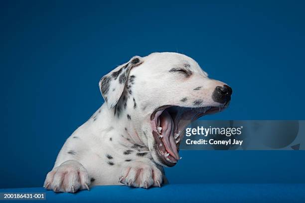 dalmatian puppy yawning, against blue background - yawning stock-fotos und bilder