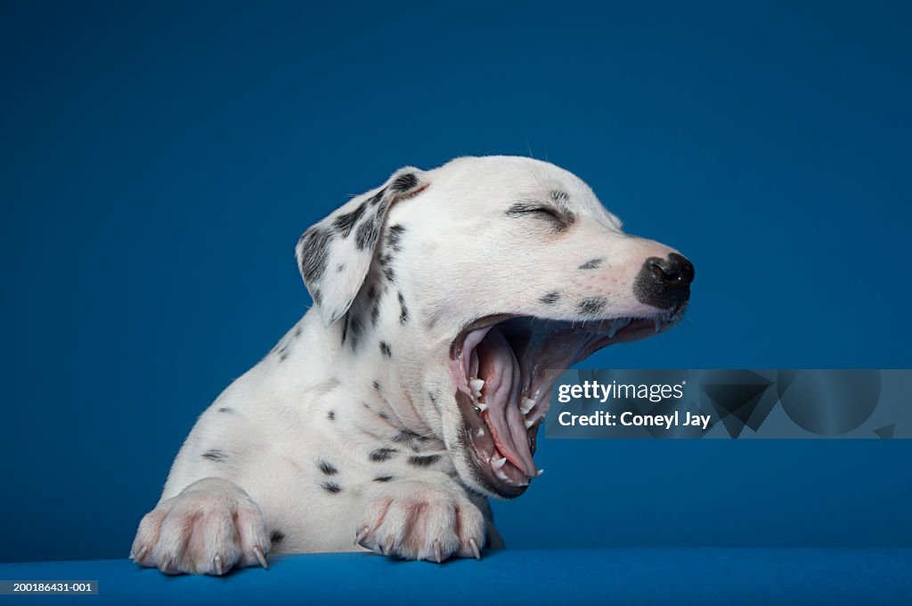 Dalmatian puppy yawning, against blue background