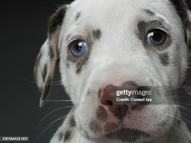 dalmatian puppy, close-up - puppy eyes stock pictures, royalty-free photos & images