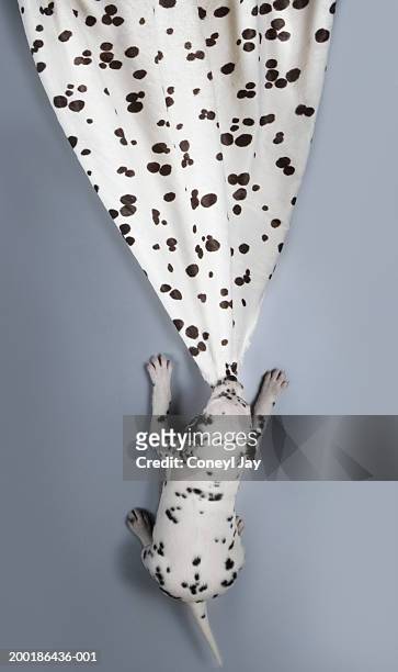 dalmatian puppy tugging dalmatian-print blanket, overhead view - dálmata imagens e fotografias de stock