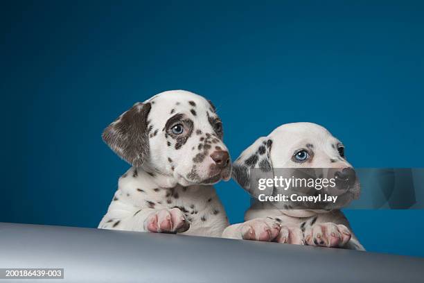 two dalmatian puppies peering over ledge - dalmatian fotografías e imágenes de stock