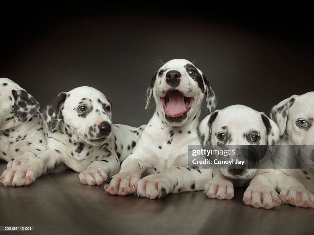 Group of dalmatian puppies in line, one in centre panting
