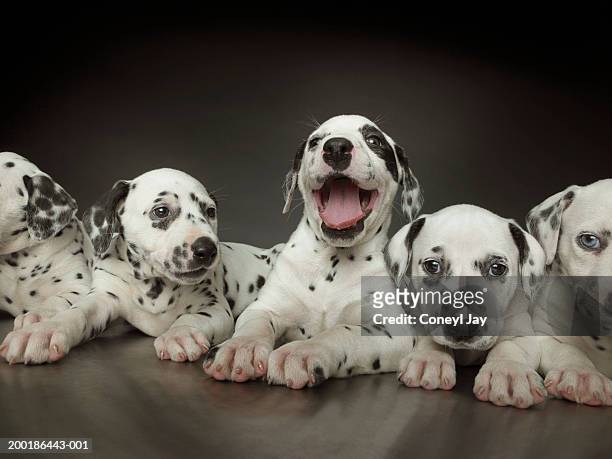 group of dalmatian puppies in line, one in centre panting - puppies stock pictures, royalty-free photos & images