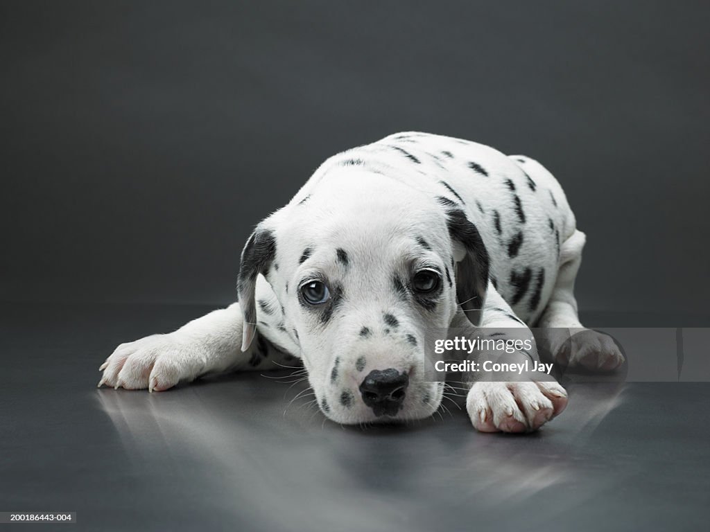 Dalmatian puppy lying down, close-up