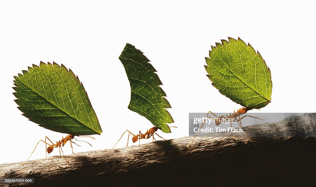 Three leafcutter ants (atta cephalotes) carrying leaves, close-up