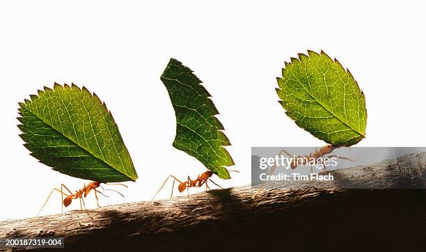 three leafcutter ants (atta cephalotes) carrying leaves, close-up - carrying stock pictures, royalty-free photos & images