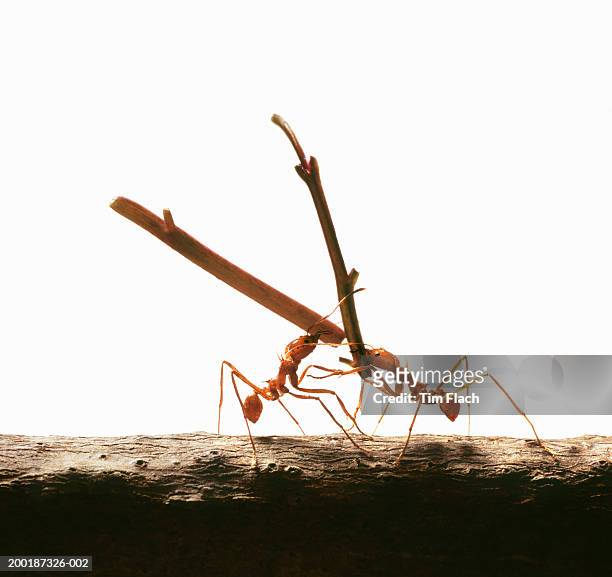 two leafcutter ants (atta cephalotes) carrying sticks, close-up - tim flach stock-fotos und bilder