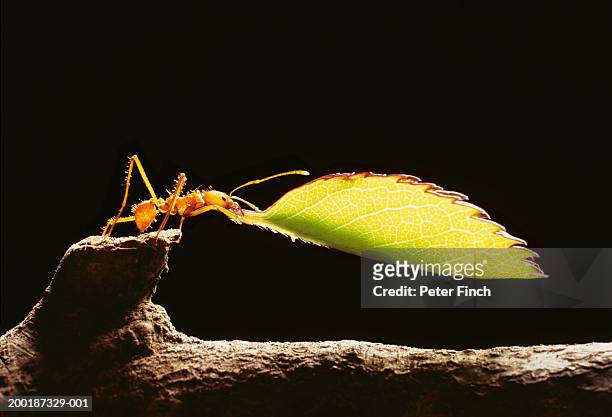 leafcutter ant (atta cephalotes) holding leaf, close-up - ant carrying stock pictures, royalty-free photos & images