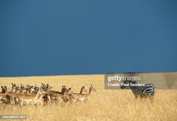 lone burchell's zebra and herd of impala - impala stock pictures, royalty-free photos & images