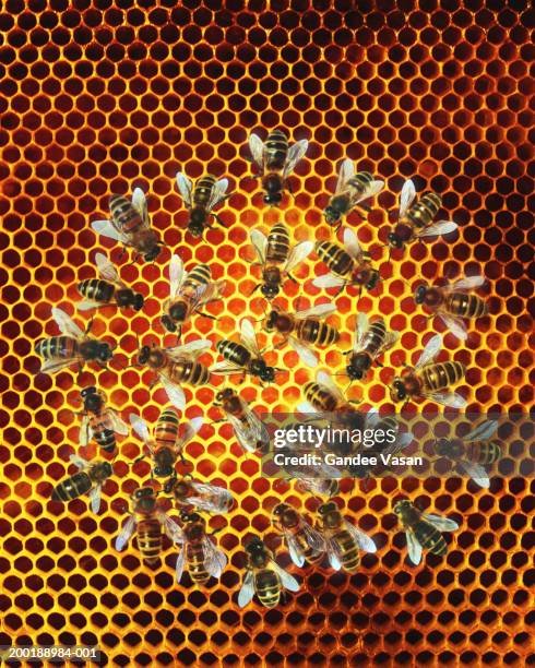bees (apis mellifera) on honeycomb, overhead view (digital composite) - bees working together stock pictures, royalty-free photos & images