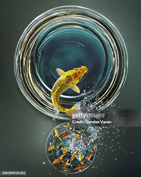 goldfish leaping from crowded bowl to empty bowl (digital composite) - rebel stockfoto's en -beelden