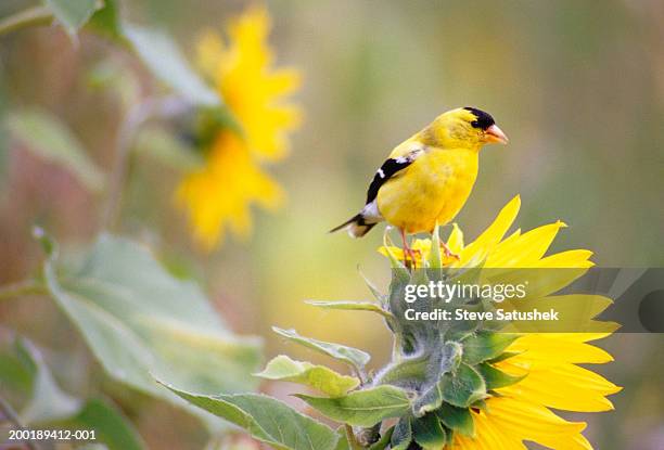 american goldfinch (carduelis tristis) standing on sunflower - american goldfinch fotografías e imágenes de stock