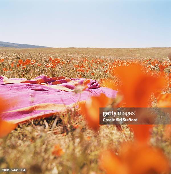 blanket in california poppy field (eschscholtzia californica) - california poppies stock pictures, royalty-free photos & images